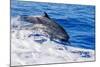 pantropical spotted dolphins side by side, porpoising, hawaii-david fleetham-Mounted Photographic Print