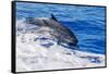 pantropical spotted dolphins side by side, porpoising, hawaii-david fleetham-Framed Stretched Canvas