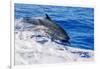 pantropical spotted dolphins side by side, porpoising, hawaii-david fleetham-Framed Photographic Print