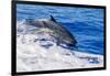 pantropical spotted dolphins side by side, porpoising, hawaii-david fleetham-Framed Photographic Print