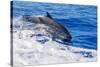 pantropical spotted dolphins side by side, porpoising, hawaii-david fleetham-Stretched Canvas
