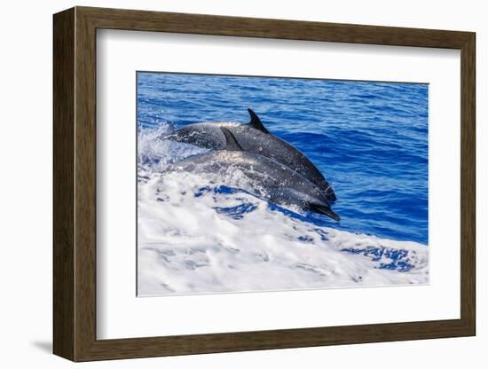 pantropical spotted dolphins side by side, porpoising, hawaii-david fleetham-Framed Photographic Print