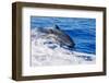 pantropical spotted dolphins side by side, porpoising, hawaii-david fleetham-Framed Photographic Print