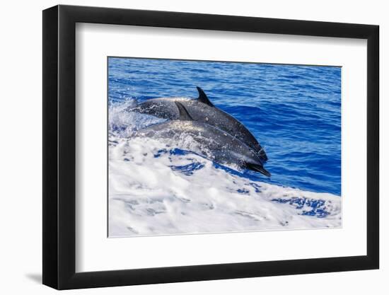 pantropical spotted dolphins side by side, porpoising, hawaii-david fleetham-Framed Photographic Print