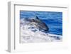 pantropical spotted dolphins side by side, porpoising, hawaii-david fleetham-Framed Photographic Print