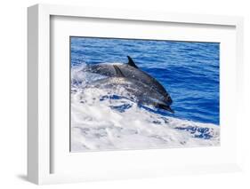 pantropical spotted dolphins side by side, porpoising, hawaii-david fleetham-Framed Photographic Print