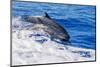 pantropical spotted dolphins side by side, porpoising, hawaii-david fleetham-Mounted Photographic Print