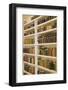 Pantry of preserved fruits and vegetables in canning jars. (PR)-Janet Horton-Framed Photographic Print