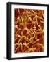 Panty Hose-Micro Discovery-Framed Photographic Print