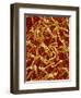 Panty Hose-Micro Discovery-Framed Photographic Print