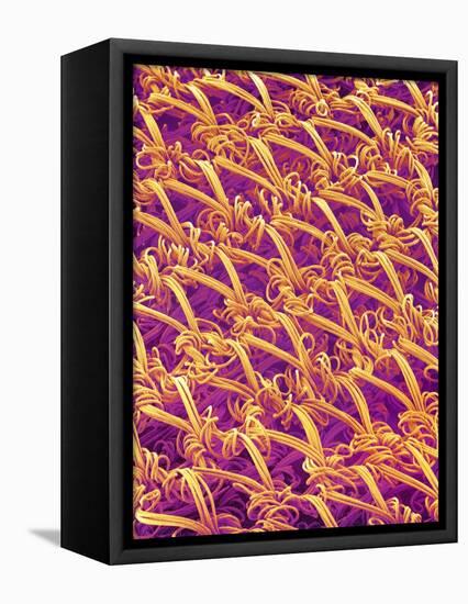 Pantyhose Fiber-Micro Discovery-Framed Stretched Canvas