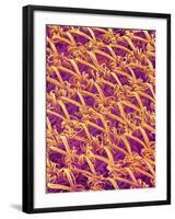 Pantyhose Fiber-Micro Discovery-Framed Photographic Print