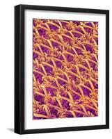 Pantyhose Fiber-Micro Discovery-Framed Photographic Print