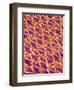 Pantyhose Fiber-Micro Discovery-Framed Photographic Print