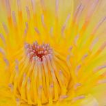 Close up of Beautiful Yellow Water Lily-Panu Ruangjan-Framed Photographic Print