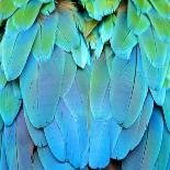 Colorful Feathers, Harlequin Macaw Feathers Background Texture-Panu Ruangjan-Photographic Print