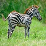 Common Zebra-panuruangjan-Photographic Print