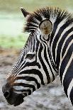 Common Zebra-panuruangjan-Photographic Print