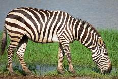 Common Zebra-panuruangjan-Photographic Print