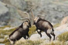 Spanish Wild Goat - Iberian Ibex - Mating Season-Paolo-manzi-Photographic Print