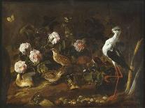 Still Life with Shells, 17Th Century (Oil on Canvas)-Paolo Porpora-Giclee Print