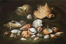 Still Life with Shells, 17Th Century (Oil on Canvas)-Paolo Porpora-Giclee Print