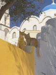 Cats in Akrotiri, Santorini, Cyclades, Greek Islands, Greece, Europe-Papadopoulos Sakis-Photographic Print