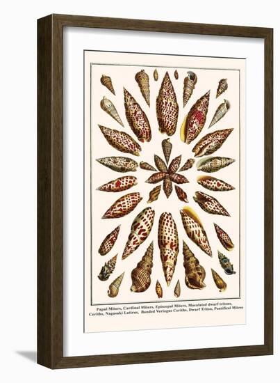 Papal Miters, Cardinal Miters, Episcopal Miters, Maculated Dwarf Tritons, Ceriths, etc.-Albertus Seba-Framed Art Print