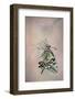 Papallona rei-Jimmy Hoffman-Framed Photographic Print