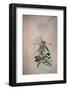 Papallona rei-Jimmy Hoffman-Framed Photographic Print