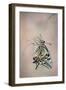 Papallona rei-Jimmy Hoffman-Framed Photographic Print