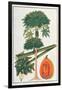 Papau or Caica Papaya-Porter Design-Framed Giclee Print