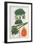 Papau or Caica Papaya-Porter Design-Framed Giclee Print