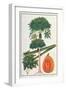 Papau or Caica Papaya-Porter Design-Framed Giclee Print