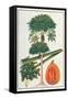 Papau or Caica Papaya-Porter Design-Framed Stretched Canvas