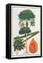 Papau or Caica Papaya-Porter Design-Framed Stretched Canvas