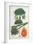 Papau or Caica Papaya-Porter Design-Framed Giclee Print