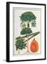 Papau or Caica Papaya-Porter Design-Framed Giclee Print