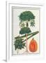 Papau or Caica Papaya-Porter Design-Framed Giclee Print
