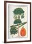 Papau or Caica Papaya-Porter Design-Framed Giclee Print