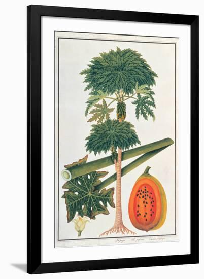 Papau or Caica Papaya-Porter Design-Framed Giclee Print