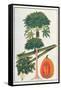 Papau or Caica Papaya-Porter Design-Framed Stretched Canvas