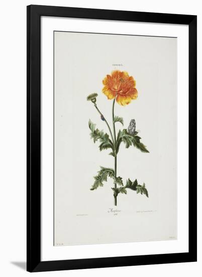 Papauer I. 106. Morpheus, from Hortus Nitidissimis, 1773-Adam Louis Wirsing-Framed Giclee Print