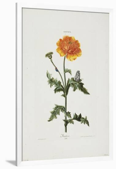 Papauer I. 106. Morpheus, from Hortus Nitidissimis, 1773-Adam Louis Wirsing-Framed Giclee Print