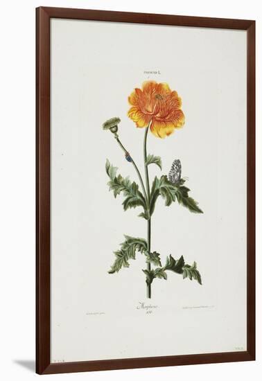 Papauer I. 106. Morpheus, from Hortus Nitidissimis, 1773-Adam Louis Wirsing-Framed Giclee Print
