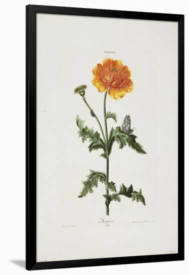 Papauer I. 106. Morpheus, from Hortus Nitidissimis, 1773-Adam Louis Wirsing-Framed Giclee Print