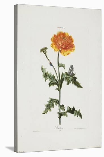 Papauer I. 106. Morpheus, from Hortus Nitidissimis, 1773-Adam Louis Wirsing-Stretched Canvas