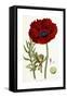 Papaver Bracteatum, 1821-1826-John Lindley-Framed Stretched Canvas