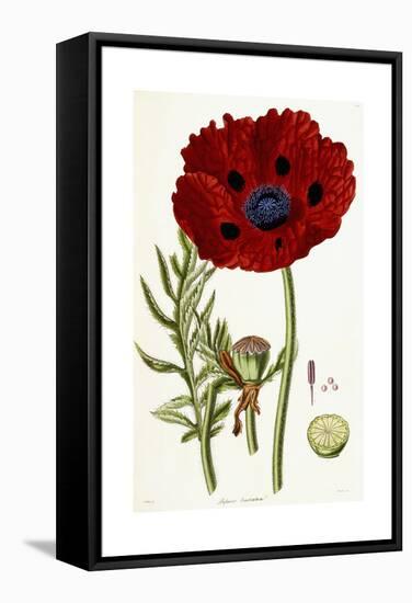 Papaver Bracteatum, 1821-1826-John Lindley-Framed Stretched Canvas