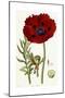 Papaver Bracteatum, 1821-1826-John Lindley-Mounted Premium Giclee Print